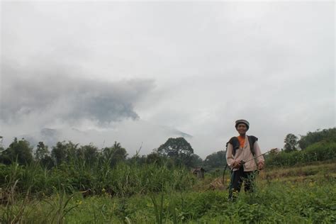 Petani Di Lereng Gunung Tetap Beraktivitas Saat Marapi Erupsi Antara