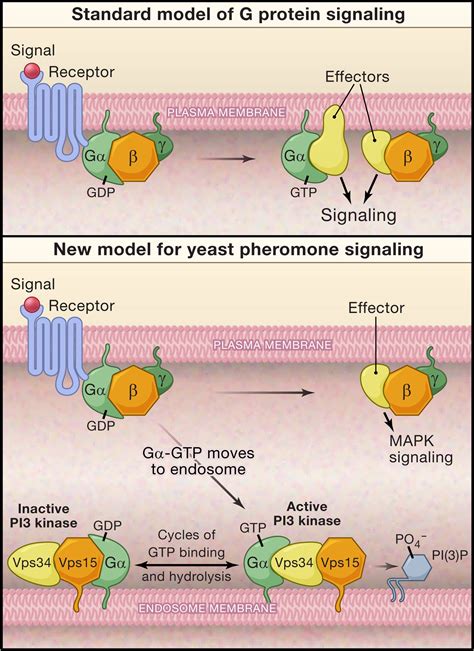 Heterotrimeric G Protein Signaling Getting Inside The Cell Cell