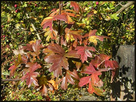 Ipernity Shades Of Autumn Hawthorn By Isisbridge