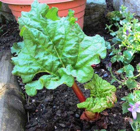 How To Plant And Grow Rhubarb Plants In The Garden Dengarden