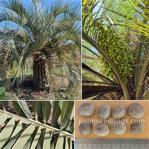 Shop Buy Rare Palm Seeds And Seedlings Worldwide Shipping