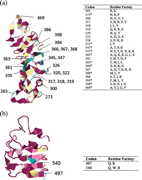 Mapping Of Evolutionary Conservation Of Amino Acid Positions In A