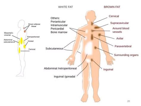 Adipose Tissue Histology Ppt