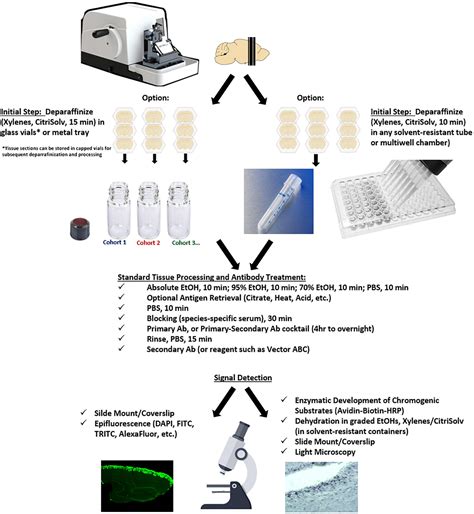 Frontiers A Novel Immunohistochemical Protocol For Paraffin Embedded