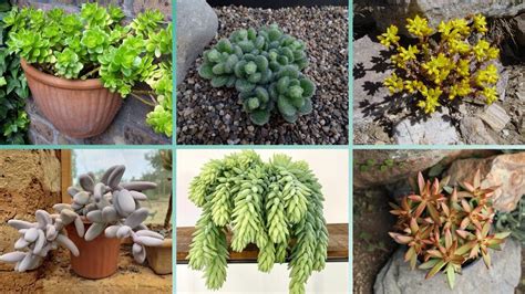 22 EspÉcies De Sedum Para IdentificaÇÃo Nomes CientÍficos Youtube