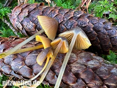 Orangeschneidiger Helmling Feuriger Helmling Mycena Aurantiomarginata