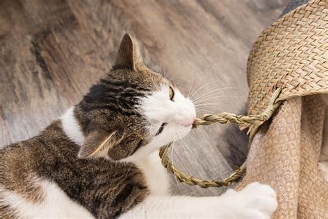 7 Reasons Why Cats Yowl PetHealth4You