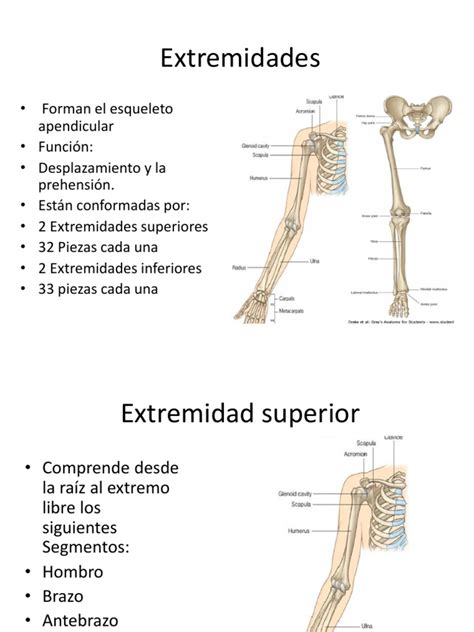 O Que Significa Extremidade - Estructura de las Extremidades Humanas | PDF | Mano | Pelvis