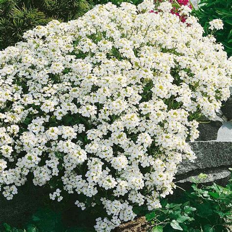 Amazon Outsidepride Seeds Perennial White Rock Cress Ground