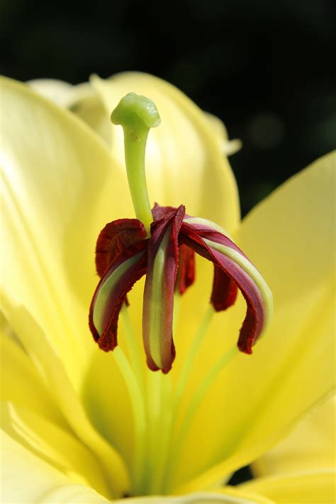 Free Images Nature Blossom Petal Bloom Botany Flora Yellow