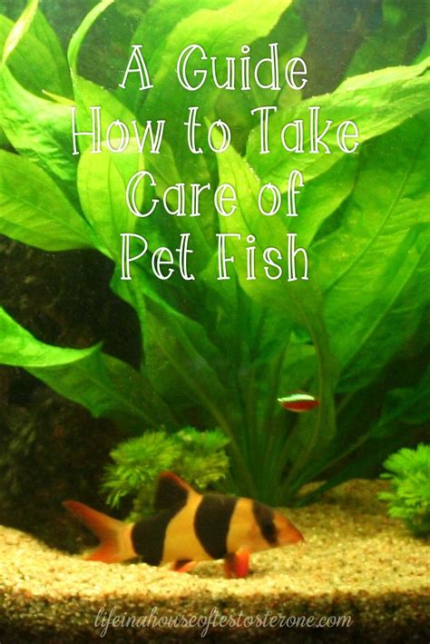 A Guide How To Take Care Of Pet Fish Via Kimatliah Pet Fish Pets