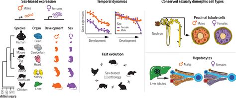 Sex Biased Gene Expression Across Mammalian Organ Development And