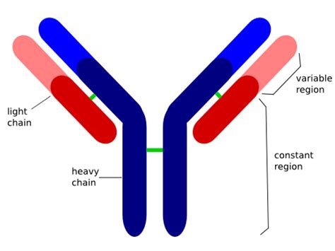 Sketch And Label Structure Of Antibody