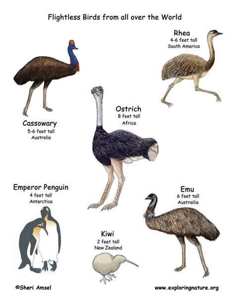 Flightless Bird Poster