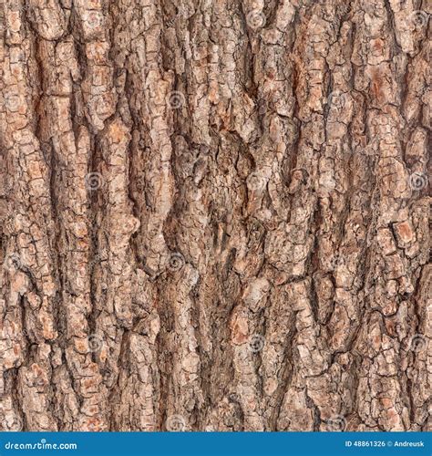 Texture Of Tree Bark Close Up Seamless Wood Texture Royalty Free Stock