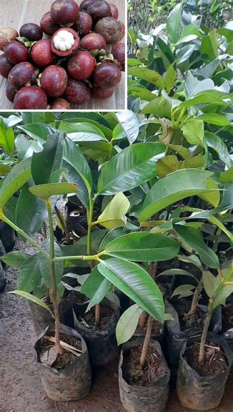 Grafted Mangosteen Kaligesing Fruit Tree - Mekar Nursery