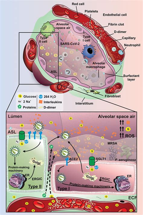 Frontiers Pathophysiology Of Sars Cov 2 In Lung Of Diabetic Patients