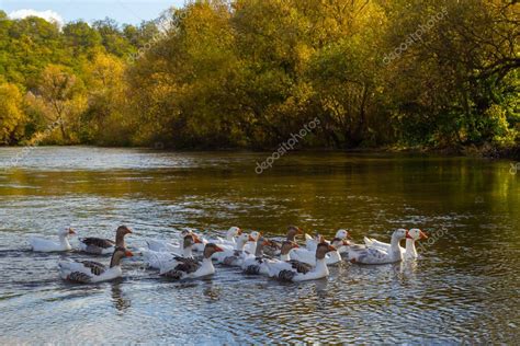 Los gansos domésticos nadan en el río Una bandada de gansos domésticos