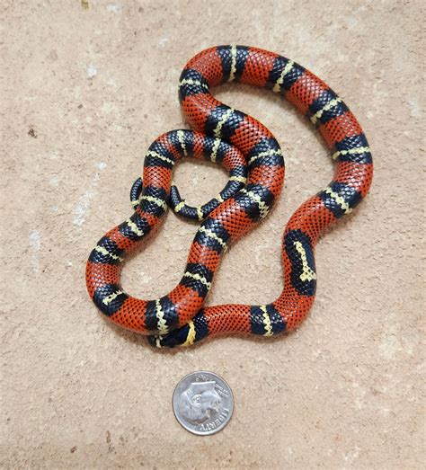 Milk Black Milk Snake By Casa Grande Reptiles Morphmarket