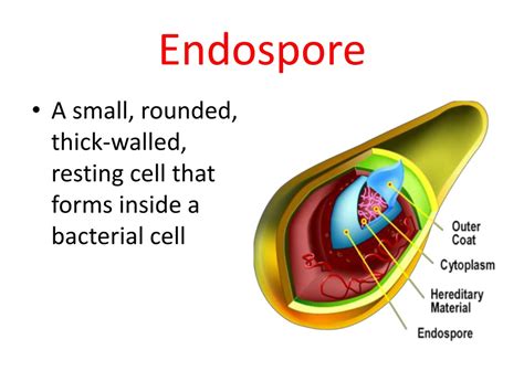 PPT - Chapter 5 : Viruses, Bacteria and Your Health PowerPoint ...