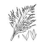 Alkali Sacaton - Sporobolus airoides - Great Basin Seeds