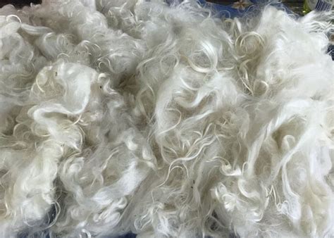 Complete Guide: All Types of Wool Explained