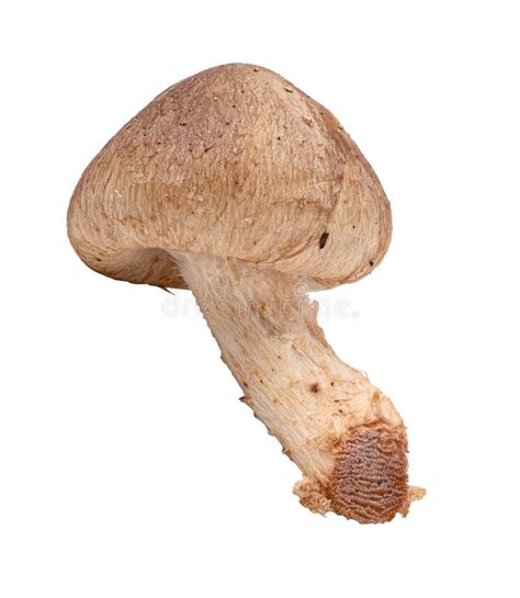 Mushroom Isolated On White Background With Clipping Path Stock Photo