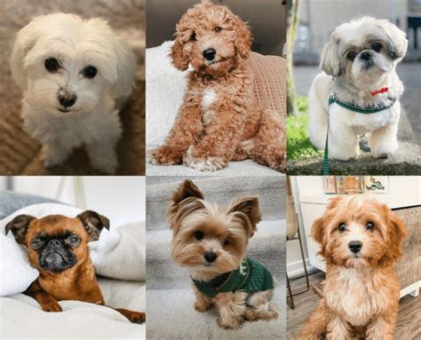 Top 7 Low Energy Hypoallergenic Dogs That Don't Shed 9 | Cute small dogs, Best hypoallergenic ...