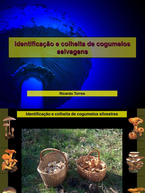 Como Se Escreve Cogumelo