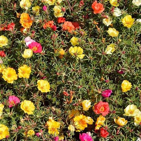 Portulaca Seeds Moss Rose Double Mix Sow True Seed