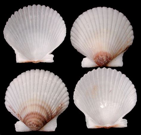 scallop shells many varieties and sizes