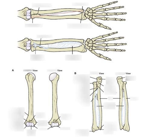 Elbow Joint And Forearm Diagram Quizlet