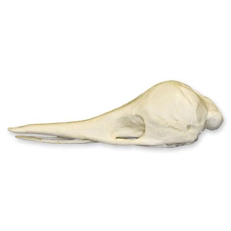 Replica Short-nosed Echidna Skull — Skulls Unlimited International, Inc.