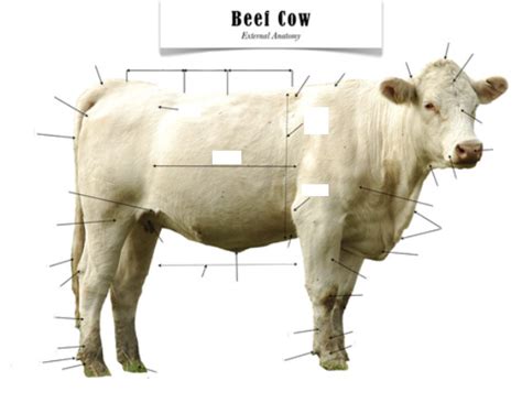 Beef Cattle External Anatomy Diagram | Quizlet