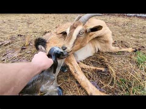 Goat Giving Birth To Healthy Triplets Youtube