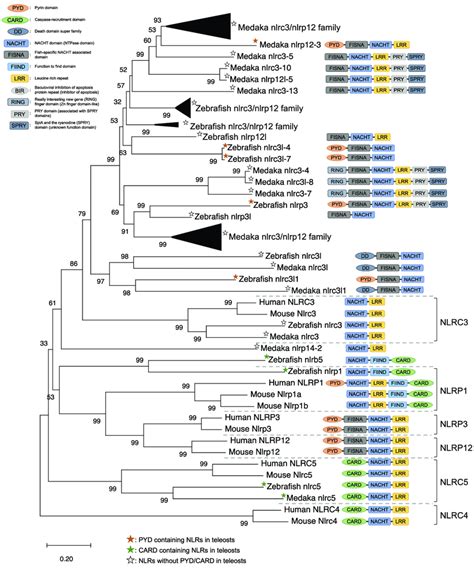 Phylogenetic Relationship Of The Nucleotide Binding Oligomerization