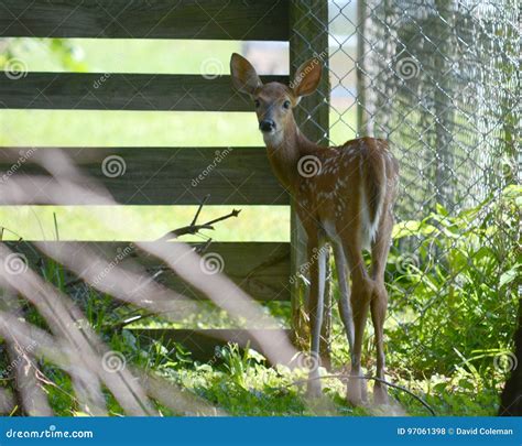 Trapped Stock Photo Image Of Deer Wildlife Mammal 97061398