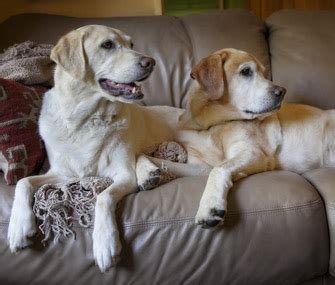 The Most Popular Labrador Retriever Names in the Country - Vetstreet | Vetstreet