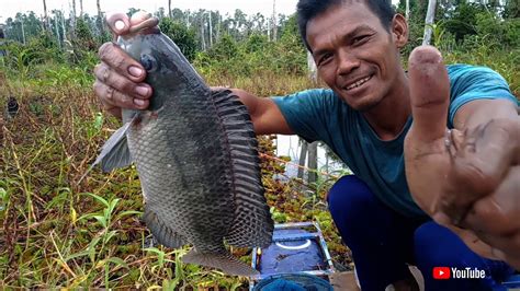 Di Rawa Ini Ikan Nila Nya Besar Besar Tegek Smpai Di Buat Nyungsep