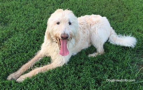 Labradoodle Dog Breed Information and Pictures