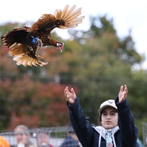 Cock Crowing Contest Hen Flying Contest Topsfield Fair