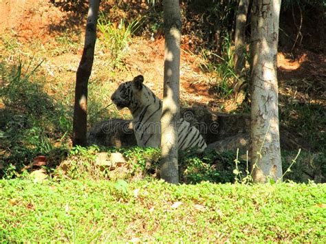 INDIAN WHITE TIGER LOOKING for PREY Stock Image - Image of india, lion ...