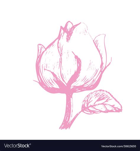 Sketch rose bud isolated on white background Vector Image