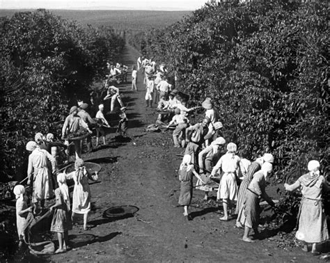 Amaro Caf E Montanha Hist Ria Do Caf Crise De Acaba A