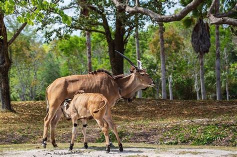 Giant Eland Antelope