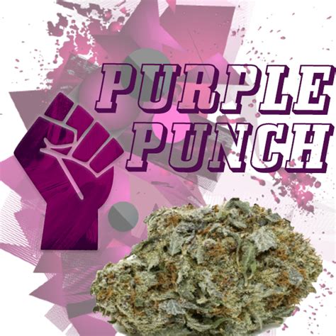 Last One 🤜 Purple Punch 28 Grams Aaa” Weed The Best