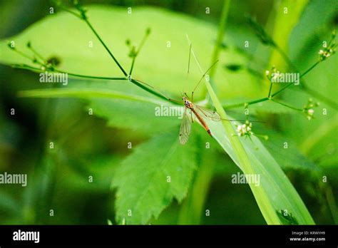 Spotted Crane Fly Stock Photo Alamy