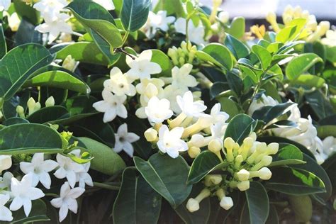 Stephanotis Floribunda Madagascar Jasmine Vine Rare Exotic Flower Seed 10 Seeds Plants And Seedlings