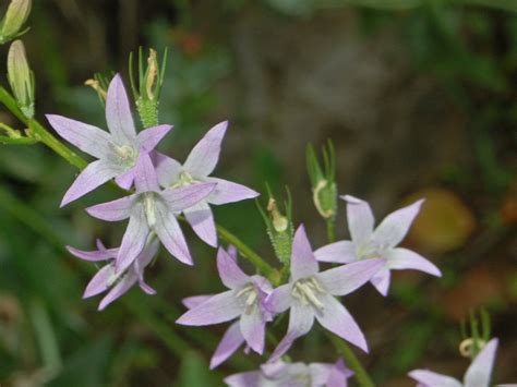 Campanula Rapunculus Rampion Rover Bellflower Or Rapunzel R