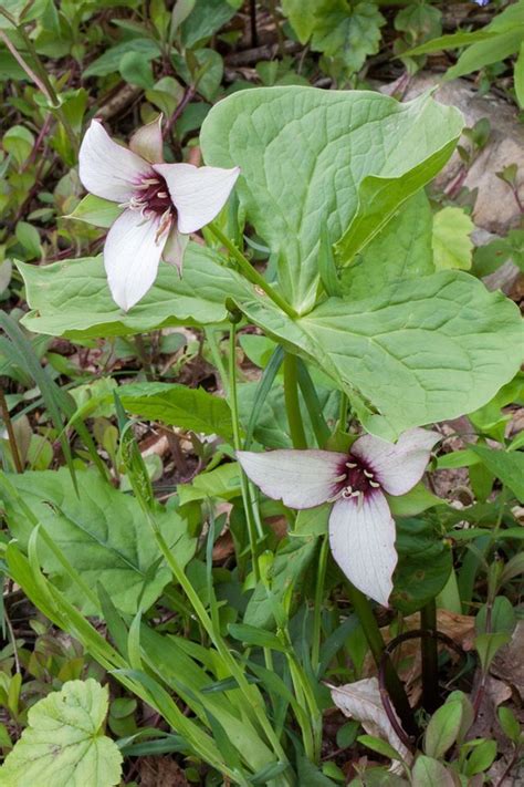 Plantfiles Pictures Trillium Species American Wood Lily Barksdale